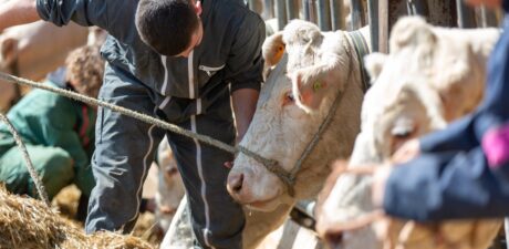 L'exploitation agricole recrute un salarié polyvalent bovins allaitants - productions végétales